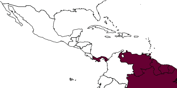 map of Tachytes excellens     Cameron, 1912
